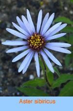 Aster sibiricus