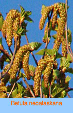 Betula neoalaskana