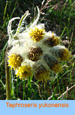 Tephroseris yukonensis